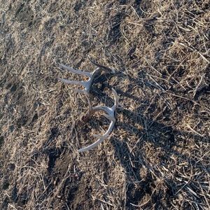 Meet your Posher, Brady